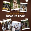 image:imageNatural Farm Himalayan Yak Cheese Bones Hard Chew for Large Dogs 4 Pack  Long Lasting ProteinRich LactoseFree GlutenFree GrainFree 100 Natural Great for Indoor amp Outdoor ChewingSmall  4 Count